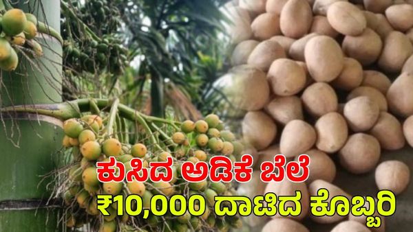 Arecanut Price: ದಿಢೀರ್ ಕುಸಿದ ಅಡಿಕೆ ಬೆಲೆ; ₹10,000 ದಾಟಿದ ಕೊಬ್ಬರಿ ಬೆಲೆ