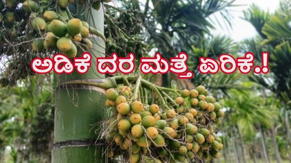 ದಾವಣಗೆರೆ: ಜೂನ್‌ 15ರಂದು ಅಡಿಕೆ ದರ ಮತ್ತೆ ಏರಿಕೆ.!-ತಾಲೂಕುವಾರು ದರಗಳ ಅಂಕಿಅಂಶಗಳ ವಿವರ ತಿಳಿಯಿರಿ
