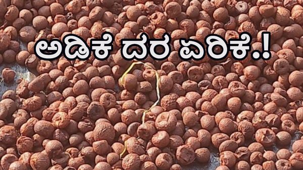 ದಾವಣಗೆರೆ: ಜೂನ್‌ 13ರಂದು ಅಡಿಕೆ ದರ ಮತ್ತೆ ಏರಿಕೆಯತ್ತ.!- ತಾಲೂಕುವಾರು ಅಂಕಿಅಂಶಗಳ ವಿವರ ತಿಳಿಯಿರಿ