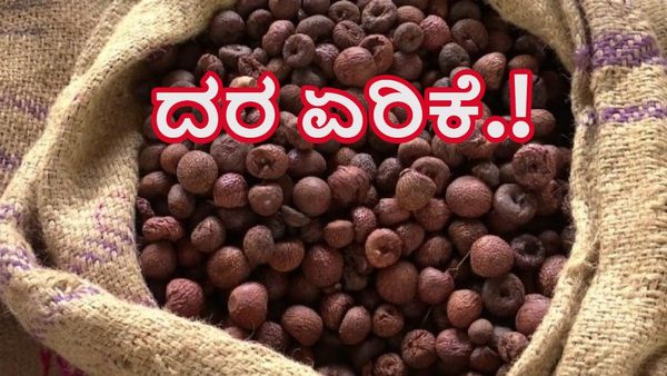 Arecanut Price: ದಾವಣಗೆರೆ ಜಿಲ್ಲೆಯಲ್ಲಿ ಅಡಿಕೆ ದರ ಏರಿಕೆ.!-ತಾಲೂಕುವಾರು ದರಗಳ ಅಂಕಿಅಂಶಗಳ ವಿವರ ತಿಳಿಯಿರಿ