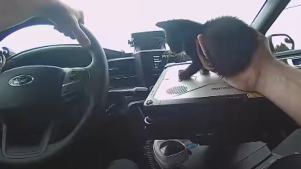 Viral Video of Baby Cat: ಹೆದ್ದಾರಿಯಲ್ಲಿ ಹೃದಯಸ್ಪರ್ಶಿ ಘಟನೆ, ಪೊಲೀಸ್‌ ಅಧಿಕಾರಿಗೆ ನೆಟ್ಟಿಗರ ಪ್ರಶಂಸೆ