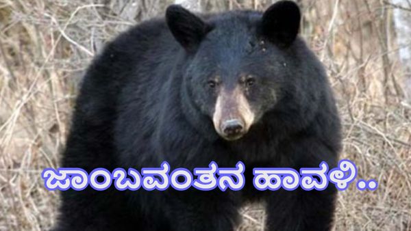 ಗುಂಡ್ಲುಪೇಟೆ ತಾಲೂಕಿನಲ್ಲಿ ಹಾವಳಿ ಶುರು ಮಾಡಿದ ಜಾಂಬವಂತ