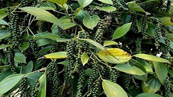 Agriculture: ಮಳೆಗಾಲದಲ್ಲಿ ಕರಿಮೆಣಸು ಬಳ್ಳಿಯನ್ನು ರಕ್ಷಿಸುವುದು ಹೇಗೆ?