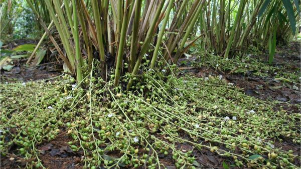 Cardamom: ಕೊಡಗಿನಿಂದ ಸಂಬಾರ ರಾಣಿ ಏಲಕ್ಕಿ ಮರೆಯಾಗಿದ್ದು ಹೇಗೆ..?
