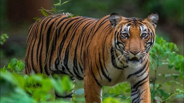 ನಾಗರಹೊಳೆ ಸಫಾರಿಗೆ ಬುಕಿಂಗ್ ಮಾಡುವ ಮುನ್ನ ಎಚ್ಚರ ವಹಿಸಿ: ಯಾಕೆ ಗೊತ್ತಾ?