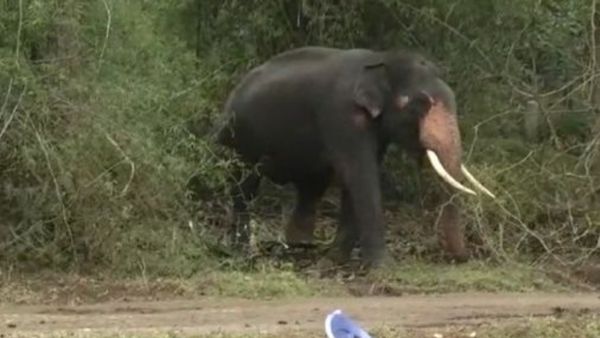 ಪ್ರಸಿದ್ಧ ಪ್ರವಾಸಿ ಬಿಳಿಗಿರಿರಂಗನಾಥ ಬೆಟ್ಟದ ಮುಖ್ಯ ರಸ್ತೆಗಿಳಿದ ಒಂಟಿ ಸಲಗ-ವಿಡಿಯೋ ಭಾರೀ ವೈರಲ್‌