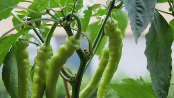 ಮೆಣಸಿನಕಾಯಿ & ದಾಳಿಂಬೆ ಬೆಳೆ ವಿಮಾ ಯೋಜನೆಗೆ ನೋಂದಣಿ ಪ್ರಕ್ರಿಯೆ ಪ್ರಾರಂಭ: ವಿವರ ಇಲ್ಲಿದೆ