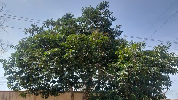 ಮೊರಾರ್ಜಿ ದೇಸಾಯಿ ವಸತಿ ಶಾಲೆಯಲ್ಲಿ ದುರಂತ: ವಿದ್ಯುತ್‌ ಶಾಕ್‌ನಿಂದ ಬಾಲಕ ಸಾವು