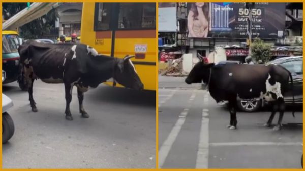 Viral Video: ನೀವು ಟ್ರಾಫಿಕ್ ರೂಲ್ಸ್ ಫಾಲೋ ಮಾಡದಿದ್ದರೂ ನಾವು ಮಾಡುತ್ತೇವೆ ಅಂತಿವೆ ಈ ಹಸುಗಳು!
