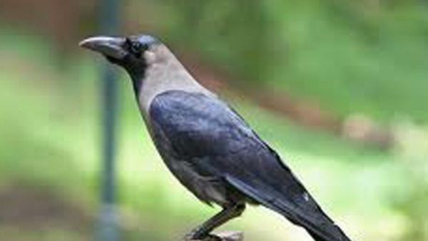 Vastu Tips for Crow: ಮನೆಯೊಳಗೆ ಈ ಕಪ್ಪು ಹಕ್ಕಿ ಬಂದು ಕಾ... ಕಾ.... ಅಂದರೆ ಕಷ್ಟದಲ್ಲೂ ಸಂಕಷ್ಟ!