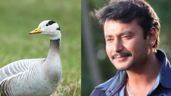 Darshan Bird Case: ಕಾನೂನು ಬಾಹಿರವಾಗಿ ವಿಶಿಷ್ಟ ಪಕ್ಷಿ ಸಾಕಿದ್ದ ದರ್ಶನ್: ಹಳೆ ಕೇಸ್ ಓಪನ್!