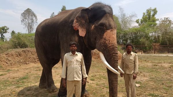 Dasara Elephant Death: ವಿದ್ಯುತ್ ಶಾಕ್‌ನಿಂದ ದಸರೆ ಆನೆ 'ಅಶ್ವತ್ಥಾಮ' ಸಾವು