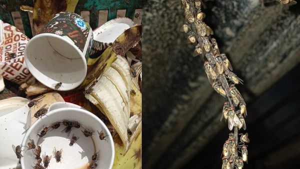 ದಾವಣಗೆರೆ: ನೊಣಗಳಿಂದ ಮುಕ್ತಿ ಕೊಡಿಸುವವರಿಗೆ ಕಾದಿದೆ ಬಿಗ್‌ ಆಫರ್‌