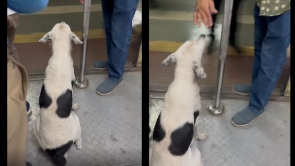 Viral Video of Dog: ರೈಲಿನಲ್ಲಿ ಪ್ರಯಾಣಿಸಿದ ನಾಯಿ: ಪ್ರಯಾಣಿಕರಿಗೆ ಈ ನಾಯಿ ಮಾದರಿ ಎಂದಿದ್ದೇಕೆ ನೆಟ್ಟಿಗರು?