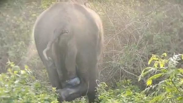 ಬಂಡೀಪುರದಲ್ಲಿ ಪ್ರವಾಸಿಗರ ಮುಂದೆ ಮರಿಗೆ ಜನ್ಮ ನೀಡಿದ ಆನೆ