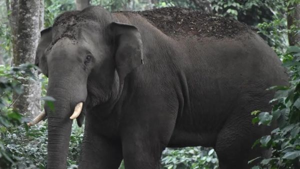9 ಆನೆ ಕೊಡಿ, ಆಂಧ್ರ ಪದೇಶದಿಂದ ಕರ್ನಾಟಕಕ್ಕೆ ಬೇಡಿಕೆ!
