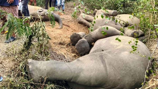 ರಾಜ್ಯದಲ್ಲಿ ಆನೆ ಸೇರಿ ವನ್ಯಜೀವಿಗಳ ಸಾವು: ಸ್ವಯಂ ಪ್ರೇರಿತ ಪಿಐಎಲ್‌