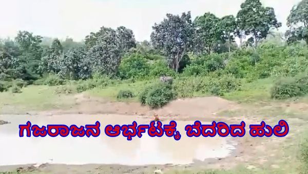ಬಂಡೀಪುರ: ಕೆರೆಯಲ್ಲಿ ಹಾಯಾಗಿ ಮಲಗಿದ್ದ ಹುಲಿಯನ್ನು ಅಟ್ಟಾಡಿಸಿದ ಗಜರಾಜ-ವಿಡಿಯೋ ಭಾರೀ ವೈರಲ್‌