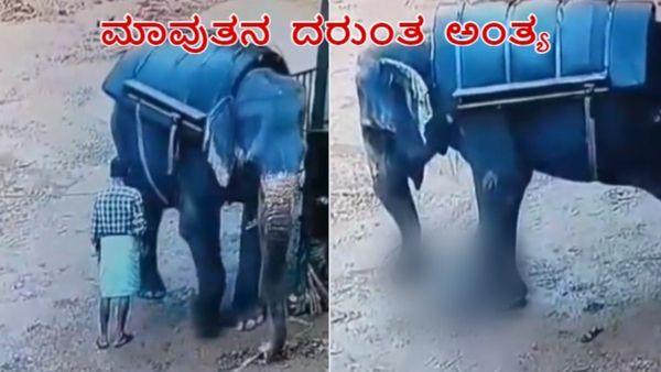 Video Viral: ಮಾವುತನ ಮೇಲೆ ಹತ್ತಿ ನಿಂತು ಕೊಂದ ಆನೆ, ಭಯಾನಕ ಘಟನೆ ಸೆರೆ