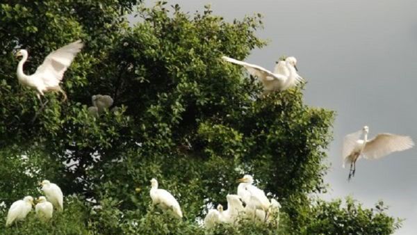 Kodagu: ಕೊಡಗಿನ ಮಳೆಗಾಲದ ವಿದೇಶಿ ಅತಿಥಿಗಳು ಯಾರು ಗೊತ್ತಾ..?
