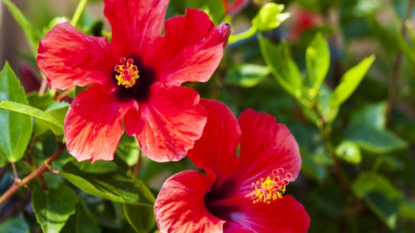 Hibiscus Plant Placing: ದಾಸವಾಳ ಗಿಡ ಇದಿಯಾ? ಮನೆಯ ಈ ದಿಕ್ಕಿನಲ್ಲಿ ನೆಡಬೇಡಿ... ಯಾಕೆಂದರೆ..