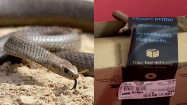 Viral video: ಅಮೆಜಾನ್‌ನಲ್ಲಿ ಆರ್ಡರ್ ಮಾಡಿದ್ದೇ ಬೇರೆ.. ಬಂದಿದ್ದು ಮಾತ್ರ ಬುಸ್ ಬುಸ್ ನಾಗಪ್ಪ!
