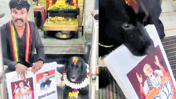 Dog's Prediction Came True: ಮೈಸೂರಿನಲ್ಲಿ ನಿಜವಾಯ್ತು ಶ್ವಾನ ನುಡಿದ ಭವಿಷ್ಯ!