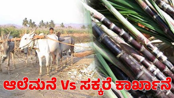 Mandya: ಕಬ್ಬಿನ ಕೊರತೆ; ಕಾರ್ಖಾನೆ ಮತ್ತು ಆಲೆಮನೆಗಳ ನಡುವೆ ಪೈಪೋಟಿ