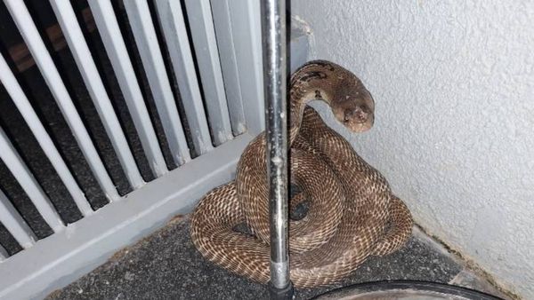 Bengaluru Rain: ಮಳೆಯಾಗುತ್ತಿದ್ದಂತೆ ಹೆಚ್ಚಾಯ್ತು ಹಾವುಗಳ ಕಾಟ: ಸಹಾಯಕ್ಕಾಗಿ ಈ ಸಂಖ್ಯೆಗೆ ಕರೆ ಮಾಡಿ