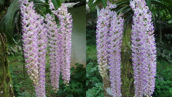 ಕಾನನದಲ್ಲಿ ಅರಳಿ ಸೌರಭ ಬೀರುವ ಸುಂದರ ಸೀತೆ ಹೂ: ಈ ಕುಸುಮದ ಬಗ್ಗೆ ನಿಮಗೆಷ್ಟು ಗೊತ್ತು?