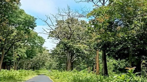 ಅರಣ್ಯದಲ್ಲಿ ಫೋಟೋಶೂಟ್ ಮಾಡಿದ್ರೆ ಬೀಳುತ್ತೆ ಭಾರೀ ದಂಡ!