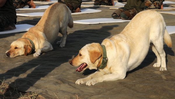 ಡ್ರಗ್ಸ್ ವಿರುದ್ಧ ಸಮರ; 5 ನಾಯಿಗಳಿಗೆ ವಿಶೇಷ ತರಬೇತಿ ನೀಡಿದ ಬೆಂಗಳೂರು ಪೊಲೀಸ್