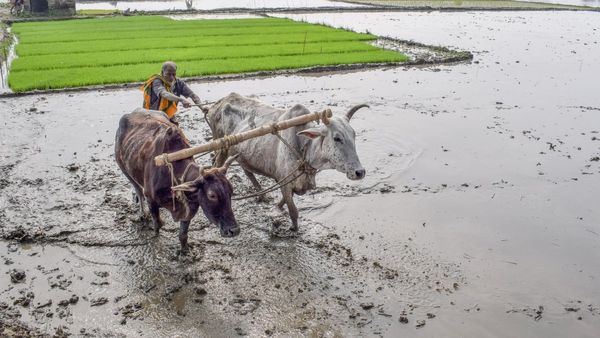 ಅಕಾಲಿಕ ಮಳೆ, ಅತಿವೃಷ್ಟಿಯಿಂದ ತೇವಾಂಶ ಹೆಚ್ಚಳ, ಬೆಳೆ ನಿರ್ವಹಣೆಗೆ ಹೇಗೆ?