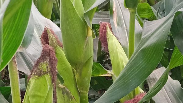 ಸೈನಿಕ ಹುಳು ನಿಯಂತ್ರಣ: ರೈತರಿಗೆ ಸಾಮಾನ್ಯ ಸಲಹೆ ಕೊಟ್ಟ ವಿಜ್ಞಾನಿಗಳು