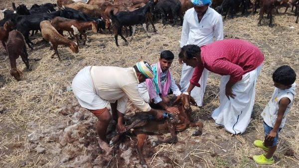 ಕುರಿಗಾಹಿಗೆ ವರದಾನವಾದ ಉಣ್ಣೆ ಕಟಾವು ಯಂತ್ರ: ಉಣ್ಣೆ ಉತ್ಪಾದಕರ ಸಹಕಾರ ಸಂಘದಿಂದ ಯಂತ್ರ ಬಾಡಿಗೆ
