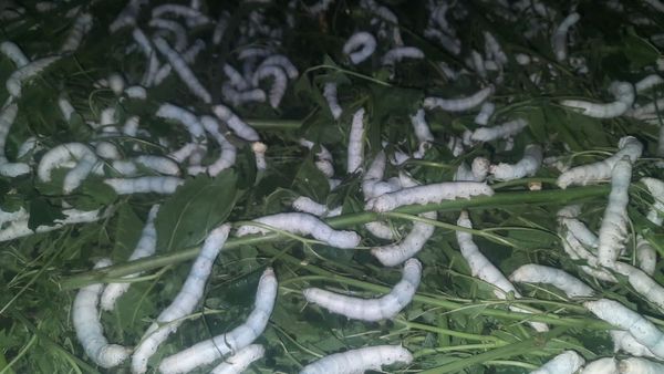 Chikkaballapur: ರೈತರಿಗೆ ದುಬಾರಿಯಾದ ರೇಷ್ಮೆ ಚಾಕಿ ಹುಳು!