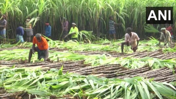 Farmers V/s MESCOM: ಮೆಸ್ಕಾಂ ವಿರುದ್ಧ ಹೋರಾಡಿ ಕಬ್ಬಿನ ಬೆಳೆ ನಾಶಕ್ಕೆ 5 ಲಕ್ಷ ಪರಿಹಾರ ಪಡೆದ ರೈತರು