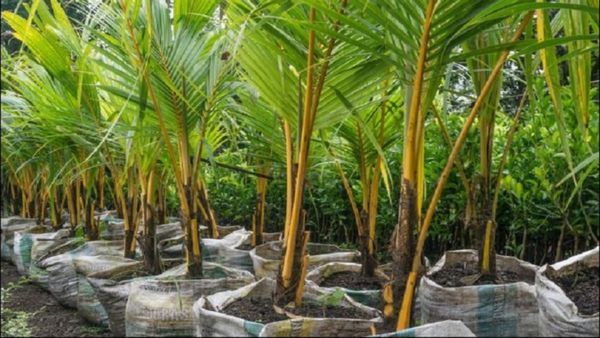 ತೆಂಗಿನ ಬೆಳೆಗಾರರೇ ಗಮನಿಸಿ..ಸಸಿಗಳನ್ನು ನೆಡಲು ಇದು ಸೂಕ್ತ ಕಾಲ: ಯಾಕೆ ಗೊತ್ತಾ?