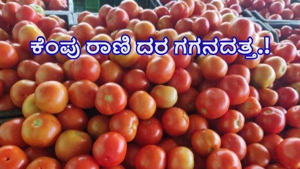 ಬೆಂಗಳೂರಿನಲ್ಲಿ ಪ್ರತಿ ಕೆ.ಜಿ.ಟೊಮೆಟೋ ದರ 75 ರೂಪಾಯಿ, ಇನ್ನೊಂದು ವಾರದಲ್ಲಿ 100ಕ್ಕೇ ಏರಿಕೆ.?