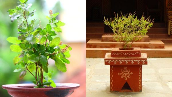 Vastu Tips for Tulsi Plant: ಈ ದಿಕ್ಕಿನಲ್ಲಿ ತುಳಸಿ ಗಿಡ ಇಟ್ಟರೆ ಅದೃಷ್ಟ ಲಕ್ಷ್ಮಿ ಆಗಮನ