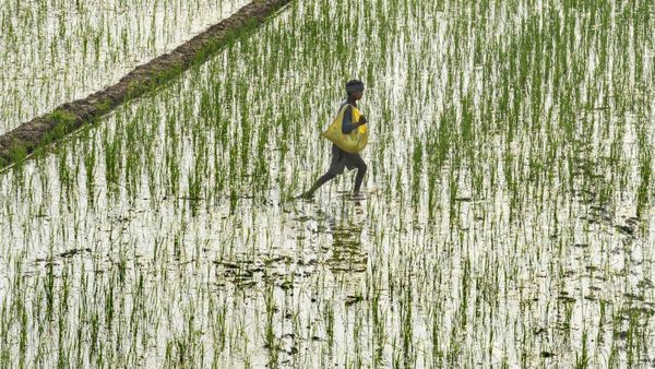ಯೂರಿಯ ರಸಗೊಬ್ಬರದ ಅತಿ ಬಳಕೆ: ರೈತರಿಗೆ ಮಾಹಿತಿ