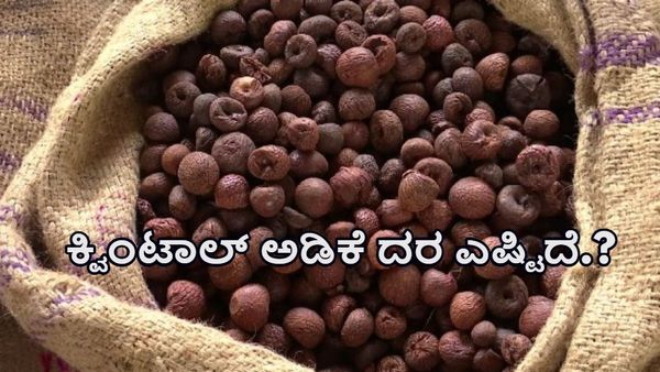 ದಾವಣಗೆರೆ: ಪ್ರಸ್ತುತ ಕ್ವಿಂಟಾಲ್‌ ಅಡಿಕೆ ದರ ಎಷ್ಟಿದೆ ಗೊತ್ತಾ?-ಅಂಕಿಅಂಶಗಳ ವಿವರ ಇಲ್ಲಿದೆ