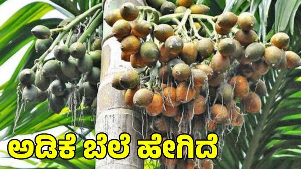  Arecanut Price: ಅಡಿಕೆ ಮತ್ತು ಕೊಬ್ಬರಿ ದರ ಹೇಗಿದೆ