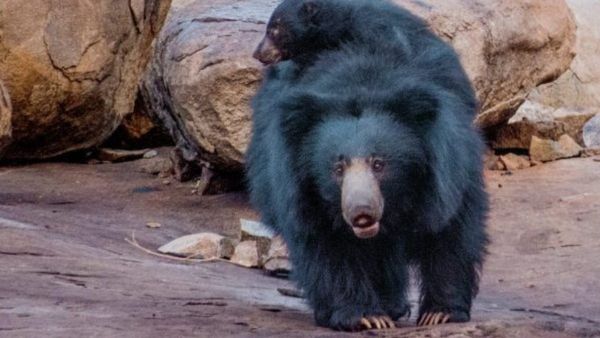 ರಾಷ್ಟ್ರೀಯ ಹೆದ್ದಾರಿಯಲ್ಲಿ ವಾಹನ ಡಿಕ್ಕಿಯಾಗಿ ಜಾಂಬವಂತ ಸಾವು