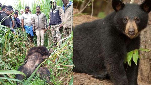 ಗುಂಡ್ಲುಪೇಟೆ: ಆಹಾರವೆಂದು ಭಾವಿಸಿ ಸಿಡಿಮದ್ದು ಜಗಿದು ಜಾಂಬವಂತ ಸಾವು