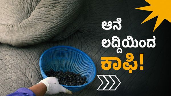 Black Ivory Coffee: ಕಾಫಿ ಪ್ರಿಯರೇ ಆನೆ ಲದ್ದಿ ಕಾಫಿ ಕುಡಿದಿದ್ದೀರಾ? ಇಲ್ಲಿದೆ ಮಾಹಿತಿ... 
