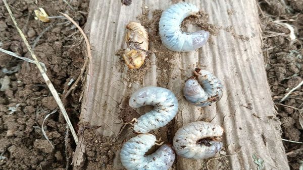 ಕೀಟ ಬಾಧೆಗಳಿಂದ ತೆಂಗು ಬೆಳೆಗಾರರು ಹೈರಾಣು: ನಿರ್ವಹಣೆ ಹೇಗೆ?