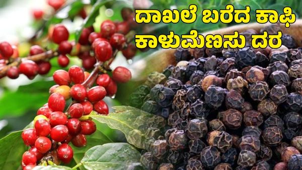 Coffee and Pepper Price: ಸಾರ್ವಕಾಲಿಕ ದಾಖಲೆ ಬರೆದ ಕಾಫಿ, ಕಾಳುಮೆಣಸು ದರ