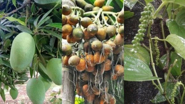 ಹವಾಮಾನಾಧಾರಿತ ಬೆಳೆ ವಿಮೆ ನೊಂದಣಿಗೆ ಅವಕಾಶ; ಕೊನೆ ದಿನ ಯಾವುದು?