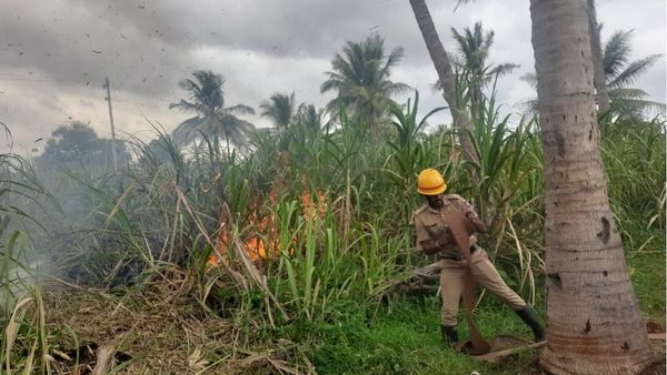 ‌ಕೊಳ್ಳೇಗಾಲ: ಚೆಸ್ಕಾಂ ಅಧಿಕಾರಿಗಳ ನಿರ್ಲಕ್ಷ್ಯಕ್ಕೆ 4 ಹೆಕ್ಟೇರ್‌ ಕಬ್ಬು ಬೆಳೆ ಸುಟ್ಟು ಭಸ್ಮ